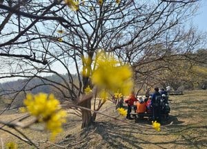 [사진으로 봤다] 수도권 최대 '봄꽃대첩' 미리 가본 '이천백사 산수유꽃축제장'