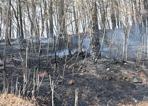 휴일 '대기 건조'에 산불 잇따라...수도권 포함 전국 12건 화재