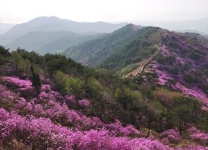 인천관광공사, 이색적인 봄꽃 여행지 10선 추천