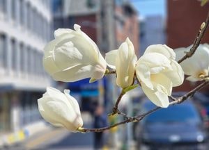 봄소식 전하는 목련 꽃 활짝
