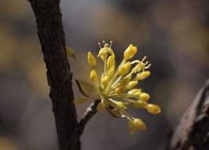 봄 전령 '산수유꽃'