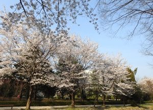 경기도, '내달 벚꽃 개화' 2일 안양 수리산부터 첫 개화 예상