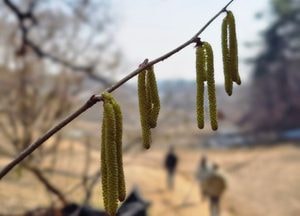 신기한 모양의 개암나무 '수꽃'
