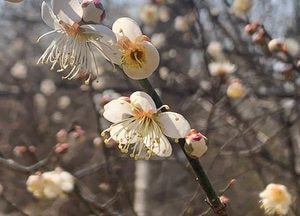 야생 매화꽃, 봄을 품다