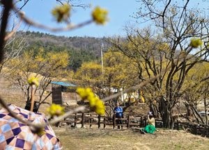 제26회 이천백사산수유꽃축제, 궂은 날씨 속 안전하게 마무리…산수유 군락지, 춘설과 어우러져