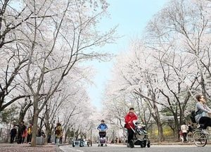 인천시, 인천대공원 벚꽃축제 취소 결정…시민 위한 기본 시설 운영