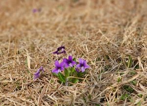 [다음주 날씨] 수도권(6일~12일)...주 초·중반 비, 대체로 맑고 건조