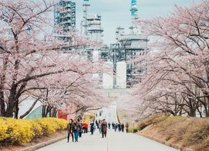 SK인천석유화학, 벚꽃동산 오는 8일부터 6일간 개방…주민 위한 벚꽃 산책로 개방