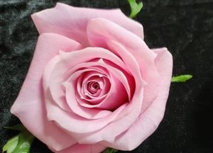 고양시, 12개 신품종 장미 특허권 처분...외국 품종 장미 ‘절반 가격’으로 구입 가능