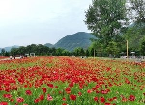 가평군, 2025년도 자라섬 대표축제 6건 선정...관광객 유치·지역경제 활성화 시동