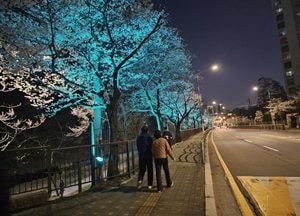 벚꽃길 따라 걷는 빛의 산책로…남양주시, 월문천 야간 경관조명 설치로 ‘새 단장’