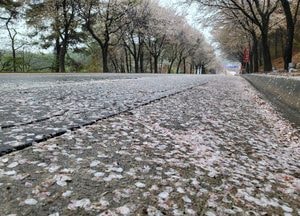 [내일 날씨] 경기·인천(12일, 토)...'꽃잎 다 떨어질라' 요란한 눈·비 예보