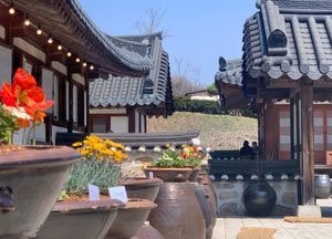 연천 ‘세라비 한옥카페’ 봄꽃 활짝