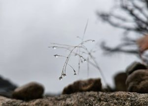 [내일 날씨] 경기·인천(14일, 월)...기온 뚝, 농작물 '냉해 주의'