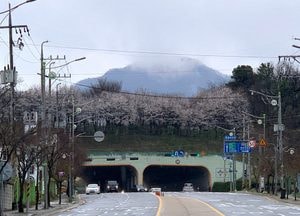 봄비가 적신 생태통로에 벚꽃 비단 펼쳐져