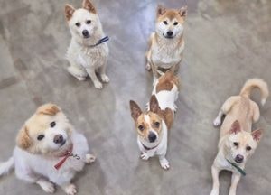 용인특례시, 반려동물 복지 ‘경기도 최고’ 평가 받았다...‘입양률 82%·안락사율 2%’ 모범 사례로 주목