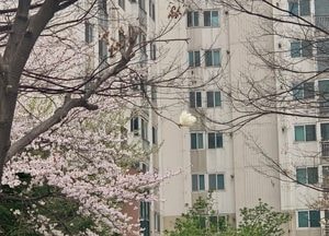 봄날, '벚꽃과 목련의 속삭임'