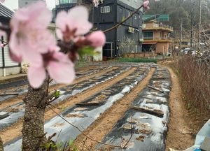 '곡우' 하루 앞, 봄비 내리는 농촌 풍경