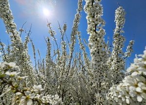 여주 파사성 정상에 핀 조팝나무꽃향기 '황홀경'