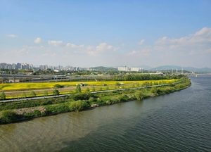 [사진으로 봤다] 구리 한강변 ‘유채 만발, 구리의 봄’...미리 가본 ‘2025년 유채꽃축제장’