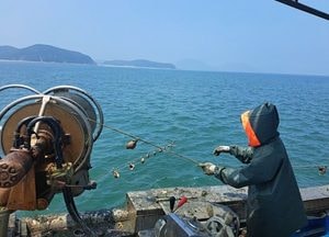 인천 옹진군, 주꾸미 50만개 산란장 조성…수산자원 회복 나선다