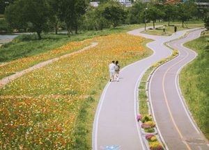 ‘양귀비꽃 물결’ 오산천에 봄이 흐른다...오산시, 콘서트·걷기대회 등 계절 프로그램 본격 운영