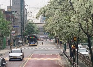 비내리는 초여름 거리 ‘이팝나무꽃’ 활짝