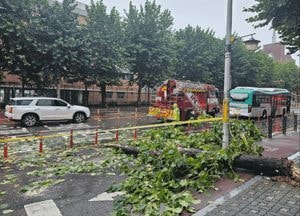 경기도, 16일 호우로 피해 43건 신고 모두 조치 완료, 인명피해 없어