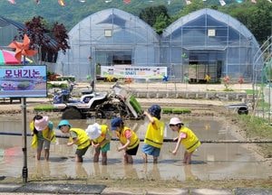 양주시 유아들, 손으로 배우는 벼농사