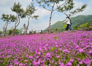 화려한 분홍빛 꽃잔디길 걷는 시민들