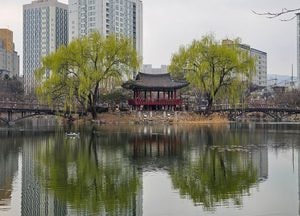 이천시, 안흥지 수양버들 보호 나섰다...태풍·폭설 대비 ‘코브라로프’ 설치