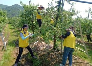포천도시공사, 농촌 일손 돕기 팔 걷었다…“농민 곁에 공기업”