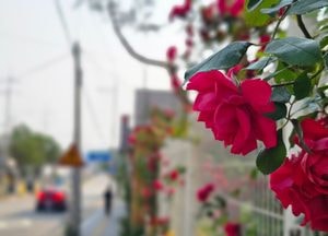 '사랑 상징' 붉은 장미꽃 활짝