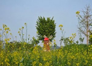 보면 볼수록 '힐링' 여주 당남리섬 유채꽃