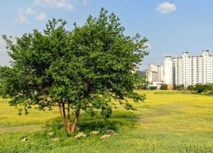 포천시, 유채꽃 만개 ‘왕방공원’ 개장...도심 속 유휴공간 ‘시민 힐링 명소’로 재탄생