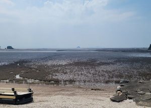 경기도, 화성 백미리·안산 선감도 연안에 ‘블루카본’ 생태계 조성...기후변화 대응·탄소중립 실현 목표
