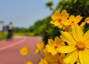 남한강 자전거길 금계국 만개...노란 꽃길 따라 달리는 라이더