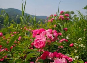 [다음주 날씨] 수도권 6~11일…대체로 구름 많고, 평년 수준 기온