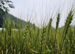 양평 밀밭에서 익어가는 ‘황금알밀’…5일부터 밀축제 열려