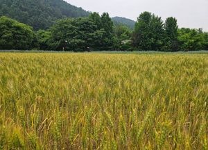양평 밀축제, 11가지 밀의 세계로 초대합니다