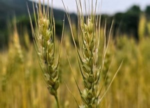[사진으로 봤다] 양평, 황금밀 물결 속으로…제3회 밀축제 사흘 앞으로