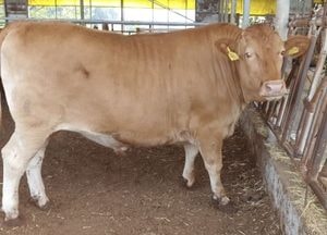 ‘임금님표 이천 한우’ 위상 높인다...이천시, 생체중 1000kg 넘는 ‘슈퍼한우’ 2두 출하