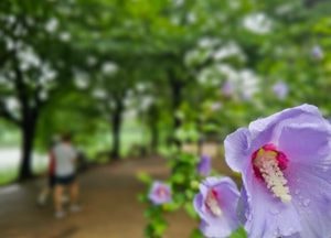 인천시, 제3차 ‘3.6.9 걷기 챌린지’ 시작…13만 보 걸으면 1만원 상품권