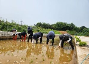 평택시, 벼 품종 비교 전시포·병해충 예찰포 조성...기후변화 대응 지역 적합 쌀 품종 선발 나서