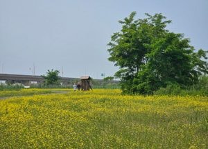 인천도시공사 ‘송도 R2부지’ 봄 유채꽃밭으로 변신…1만㎡ 규모 노란 물결