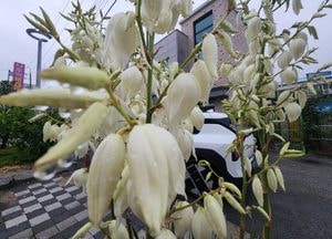 ‘숨겨진 아름다움’ 꽃말, 비 흠뻑 실유카꽃