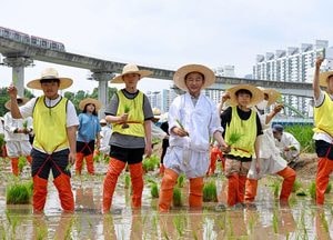 의정부시, 중랑천서 손 모내기 체험행사 개최…도심 속 전통 농업문화 재현