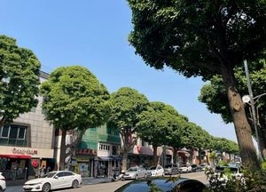인천 미추홀구, 인하로에 ‘은행나무 특화거리’ 완성…1.4km 구간 경관 개선