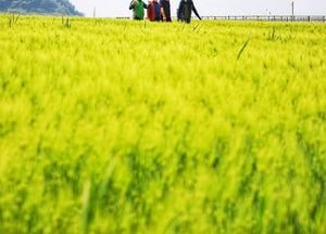 [사진으로 봤다] 인천 교동도 청보리 정원 축제…초록 물결 속 힐링 여행