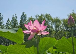 양평 세미원, 연꽃문화제 앞두고 연꽃 개화 시작